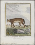 cougar (Puma concolor)