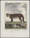 cougar (Puma concolor)