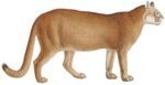 cougar (Puma concolor)