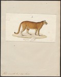 cougar (Puma concolor)