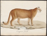 cougar (Puma concolor)