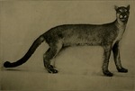 cougar (Puma concolor)