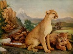 cougar (Puma concolor)