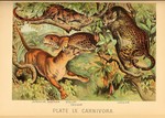 leopard (Panthera pardus), ocelot (Leopardus pardalis), jaguar (Panthera onca), cougar (Puma con...