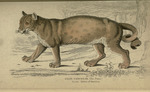 cougar (Puma concolor)