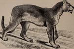 cougar (Puma concolor)