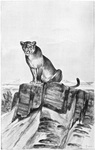 cougar (Puma concolor)