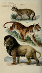 cougar (Puma concolor), tiger (Panthera tigris), lion (Panthera leo)