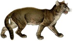 cougar (Puma concolor)