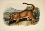 cougar (Puma concolor)