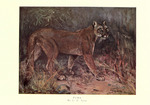 cougar (Puma concolor)