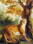 cougar (Puma concolor)