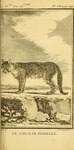 cougar (Puma concolor)