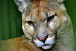 Costa Rican Cougar (Puma concolor costaricensis)