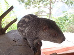 pacarana (Dinomys branickii)