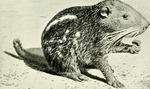 pacarana (Dinomys branickii)