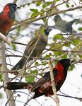 crimson-collared grosbeak (Rhodothraupis celaeno)