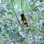 crimson-collared grosbeak (Rhodothraupis celaeno)