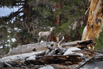 Sierra Nevada bighorn sheep (Ovis canadensis sierrae)