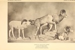 bighorn sheep (Ovis canadensis)