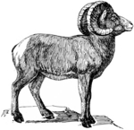 bighorn sheep (Ovis canadensis)