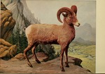 bighorn sheep (Ovis canadensis)