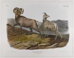 bighorn sheep (Ovis canadensis)