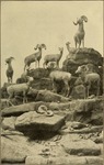 bighorn sheep (Ovis canadensis)