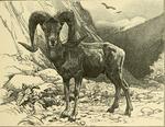 bighorn sheep (Ovis canadensis)