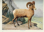 bighorn sheep (Ovis canadensis)