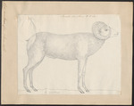 bighorn sheep (Ovis canadensis)