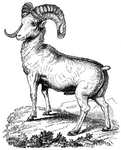 bighorn sheep (Ovis canadensis)