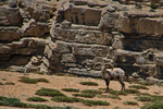 bharal, Himalayan blue sheep, naur (Pseudois nayaur)