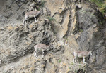 bharal, Himalayan blue sheep, naur (Pseudois nayaur)