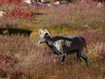 bharal, Himalayan blue sheep, naur (Pseudois nayaur)