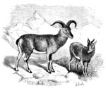 bharal, Himalayan blue sheep, naur (Pseudois nayaur)