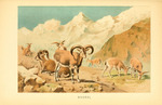 bharal, Himalayan blue sheep, naur (Pseudois nayaur)