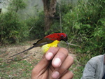 Mrs. Gould's sunbird (Aethopyga gouldiae)