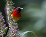 Mrs. Gould's sunbird (Aethopyga gouldiae)