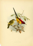 Mrs. Gould's sunbird (Aethopyga gouldiae)