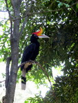 rhinoceros hornbill (Buceros rhinoceros)