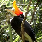 rhinoceros hornbill (Buceros rhinoceros)