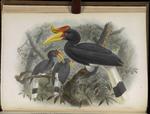 rhinoceros hornbill (Buceros rhinoceros)