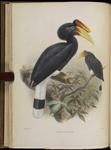 rhinoceros hornbill (Buceros rhinoceros)