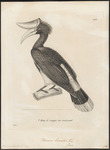 rhinoceros hornbill (Buceros rhinoceros)