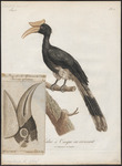 rhinoceros hornbill (Buceros rhinoceros)