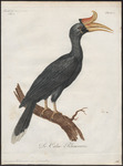 rhinoceros hornbill (Buceros rhinoceros)