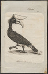 rhinoceros hornbill (Buceros rhinoceros)