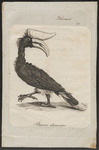 rhinoceros hornbill (Buceros rhinoceros)