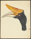 rhinoceros hornbill (Buceros rhinoceros)